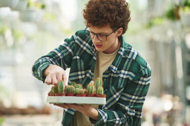 Bir sürü kaktüs. Kıvırcık saçlı ve gözlüklü genç adam serada..