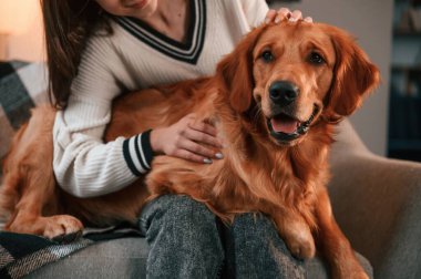 Birlikte kanepede. Şirin Golden Retriever ev sahibiyle birlikte, güzel genç bir kadın..