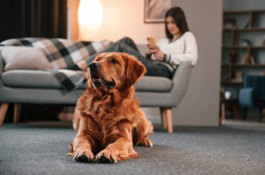 Güzel genç bir kadın akıllı telefonuyla kanepede uzanıyor. Şirin Golden Retriever ev sahibiyle aynı odada..