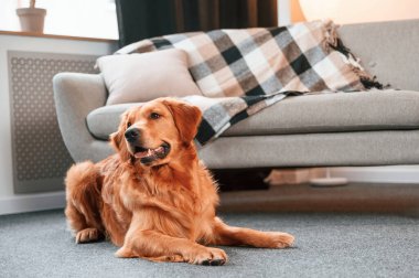 Yere uzanıyordu. Şirin Golden Retriever köpeği evin içinde..