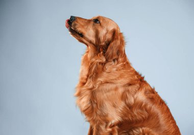 Yandan bak. Şirin golden retriever köpeği stüdyoda beyaz ve mavi renkli arka planda oturuyor..