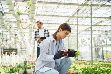 Saksıdaki bitkiyi çıkarıyorum. Çiçekçi adam ve kadın parlak serada birlikte çalışıyorlar..