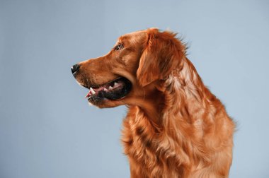 Yandan bak. Şirin golden retriever köpeği stüdyoda beyaz ve mavi renkli arka planda oturuyor..
