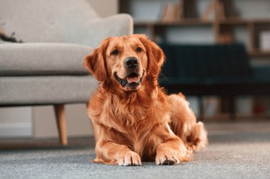 Sakin evcil hayvan rahatlar, yere yatar. Şirin Golden Retriever köpeği evin içinde..