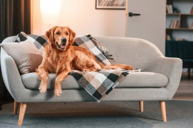 Kanepede. Şirin Golden Retriever köpeği evin içinde..