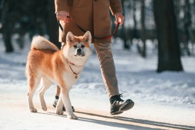 İleriye doğru yürüyorum. İnsan, kışın köpekleriyle birlikte parkın içindedir..