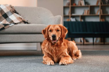 Yere uzanıyordu. Şirin Golden Retriever köpeği evin içinde..