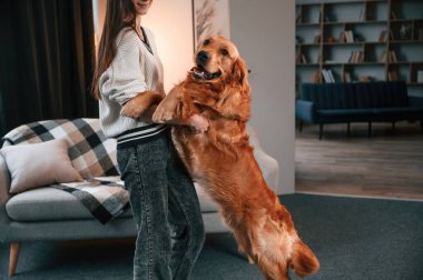 Arka ayaklarının üzerinde duran evcil hayvanı tutmak. Şirin Golden Retriever ev sahibiyle birlikte, güzel genç bir kadın..