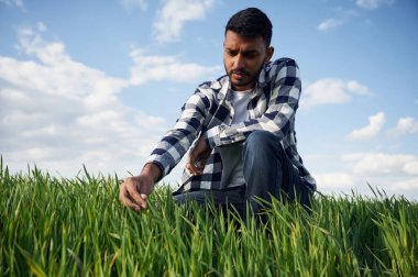 Buğday büyüyor. Çimenlere dokunmak. Yakışıklı Hintli adam tarım alanında..