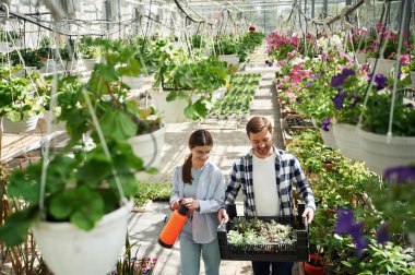 Turuncu renkli sulama cihazı ve bitkilerle dolu bir kutu. Çiçekçi adam ve kadın parlak serada birlikte çalışıyorlar..