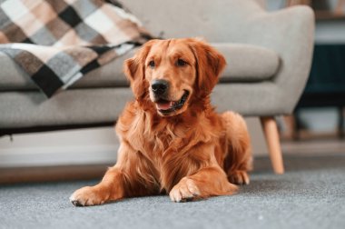 Rahat tatlı Golden Retriever köpeği içeride, iç odada yerde yatıyor..