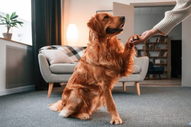 Pençeyi tutuyorum. Şirin Golden Retriever ev sahibiyle birlikte, güzel genç bir kadın..