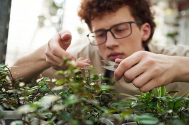 Odaklanmış manzara. Bitkileri biçiyorum. Kıvırcık saçlı ve gözlüklü genç adam serada..