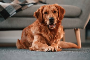 Kanepenin karşısında, yerde. Şirin Golden Retriever köpeği evin içinde..