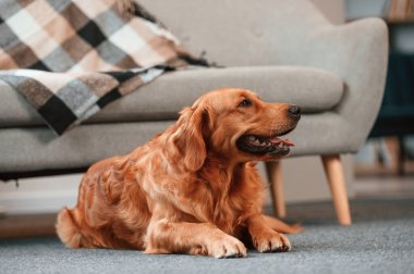 Rahat tatlı Golden Retriever köpeği içeride, iç odada yerde yatıyor..