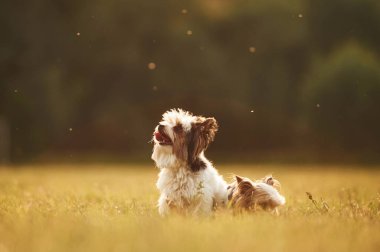 İki küçük şirin köpek yaz mevsiminde sahada oturuyor..