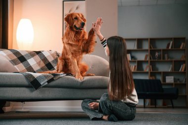 Çak bir beşlik. Şirin Golden Retriever ev sahibiyle birlikte, güzel genç bir kadın..