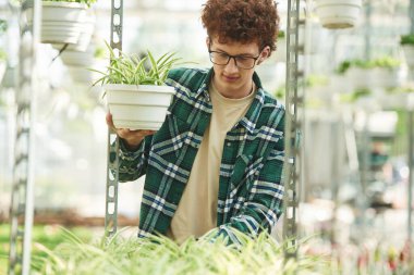 Kareli gömlekli. Kıvırcık saçlı ve gözlüklü genç adam serada..