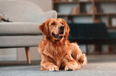Sakin evcil hayvan rahatlar, yere yatar. Şirin Golden Retriever köpeği evin içinde..