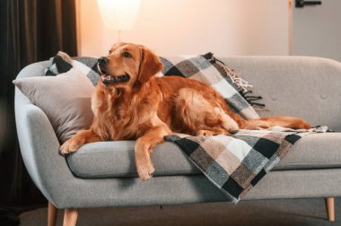 Kanepede. Şirin Golden Retriever köpeği evin içinde..