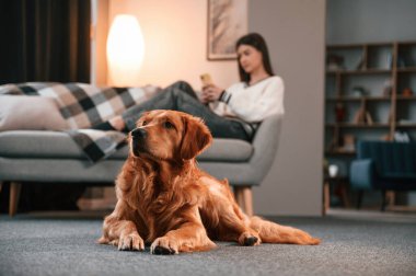 Güzel genç bir kadın akıllı telefonuyla kanepede uzanıyor. Şirin Golden Retriever ev sahibiyle aynı odada..