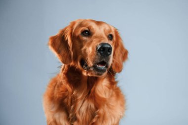 Ön manzara. Şirin golden retriever köpeği stüdyoda beyaz ve mavi renkli arka planda oturuyor..