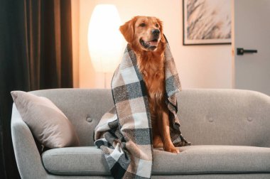 Kanepede battaniyeyle örtülü. Şirin Golden Retriever köpeği evin içinde..