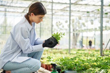 Bir saksıda bitki nakli. Bahçedeki çiçekçi kadın. Başarılı çalışan parlak bir serada..