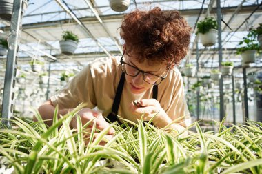 Bitkileri kesmeye odaklanmış. Kıvırcık saçlı ve gözlüklü genç adam serada..