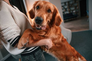 Arka ayaklarının üzerinde duran evcil hayvanı tutmak. Şirin Golden Retriever ev sahibiyle birlikte, güzel genç bir kadın..