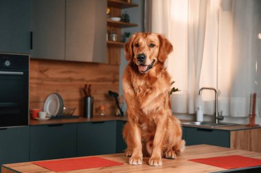 Masada oturuyor. Şirin Golden Retriever köpeği mutfakta..