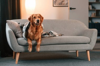 Kanepede battaniyeyle örtülü. Şirin Golden Retriever köpeği evin içinde..