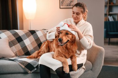 Evcil hayvana Noel Baba şapkası takmak. Şirin Golden Retriever ev sahibiyle birlikte, güzel genç bir kadın..