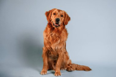 Oturup ileriye bakıyoruz. Şirin golden retriever köpeği stüdyoda beyaz ve mavi renkli arka planda oturuyor..