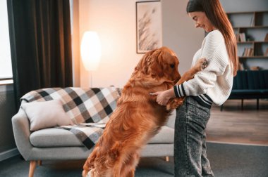 Arka ayaklarının üzerinde duran evcil hayvanı tutmak. Şirin Golden Retriever ev sahibiyle birlikte, güzel genç bir kadın..