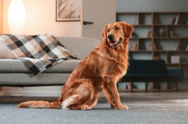 Kanepenin karşısında, yerde. Şirin Golden Retriever köpeği evin içinde..