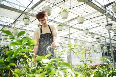 Günlük sulama. Kıvırcık saçlı ve gözlüklü genç adam serada..