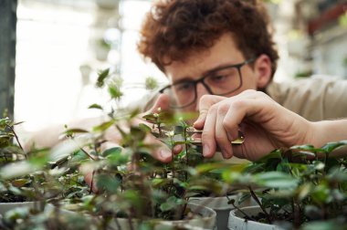 Odaklanmış manzara. Bitkileri biçiyorum. Kıvırcık saçlı ve gözlüklü genç adam serada..