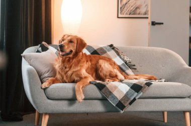 Kanepede. Şirin Golden Retriever köpeği evin içinde..