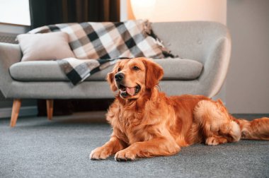 Yere uzanıyordu. Şirin Golden Retriever köpeği evin içinde..