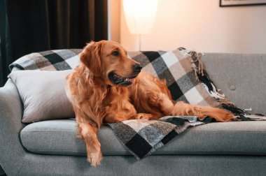 Gri renkli kanepede. Uzanmak. Şirin Golden Retriever köpeği evin içinde..