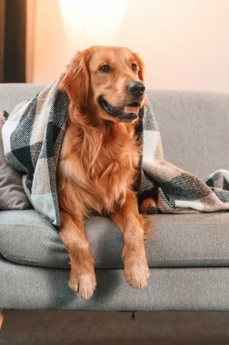 Kanepede battaniyeyle örtülü. Şirin Golden Retriever köpeği evin içinde..
