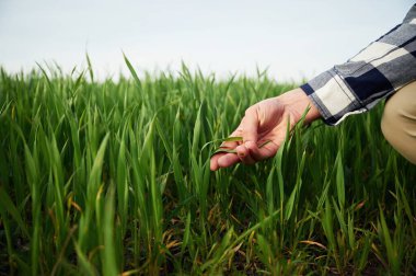 İnsanoğlu tarımda yetişen buğdaya dokunuyor..