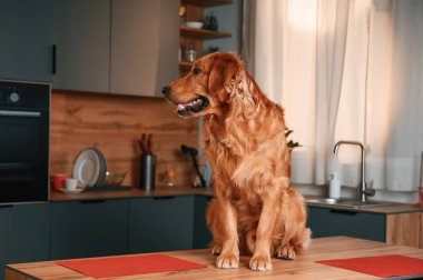 Masada oturuyor. Şirin Golden Retriever köpeği mutfakta..