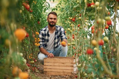 Bir avuç domates. Güzel genç adam bahçede..