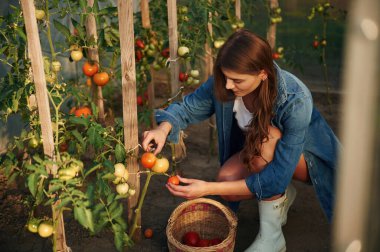 Domates topluyor. Güzel genç bayan bahçeyle uğraşıyor..