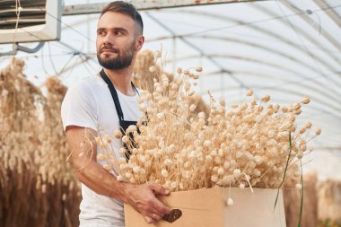 Kurutulmuş keten tutuyor. Genç bahçıvan serada..