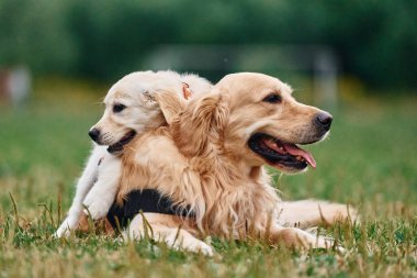 Yetişkin ve köpek yavrusu Golden Retriever. Dışarıda iki köpek var..