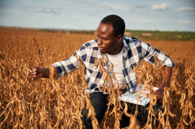 Buğdayın kalite kontrolü. Güzel Afrikalı Amerikalı adam tarım alanında..