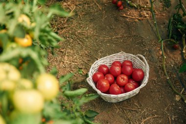 Sepette. Gündüz vakti taze domatesli bahçe.